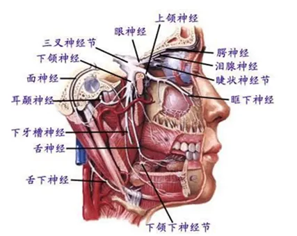 Anatomical illustration of the trigeminal nerve showing its three branches: ophthalmic, maxillary, and mandibular — the fifth and thickest cranial nerve responsible for facial sensation